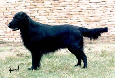 Branchalwood Stroan | Flat-Coated Retriever 