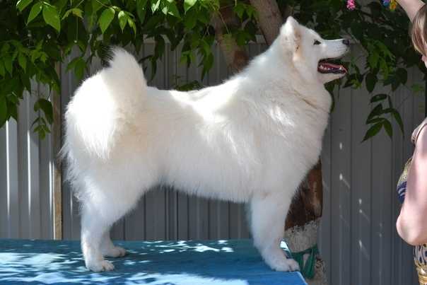 Rundogs Lagerta Hranitelnicza Mira | Samoyed 