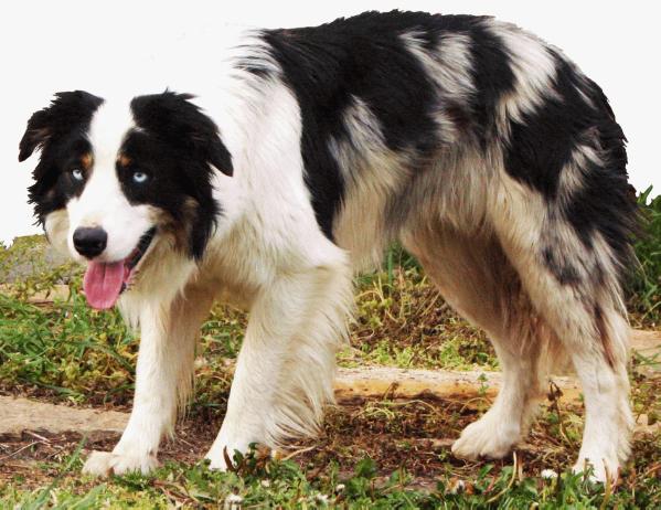 OrionB24 Monte ABC 308520 | Border Collie 