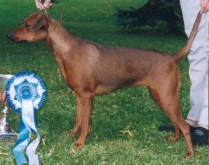 Clefell's EMERALDA EMPRESS | German Pinscher 