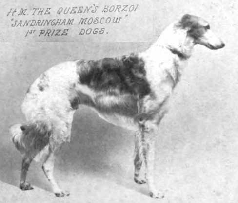 Sandringham Moscow | Borzoi 