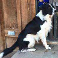 Buster (ABC 368503) | Border Collie 