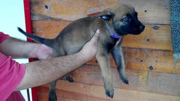 Hada de Parnas | Belgian Malinois 