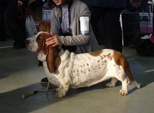 Vedunya Sumerek Iz Chernichnogo Raya | Basset Hound 