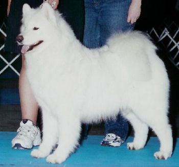 Wintersong-Rexann Moonshine | Samoyed 