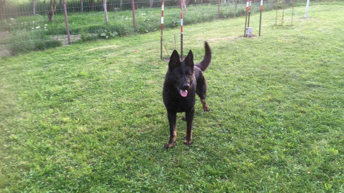 Magus Wolf Cara | German Shepherd Dog 
