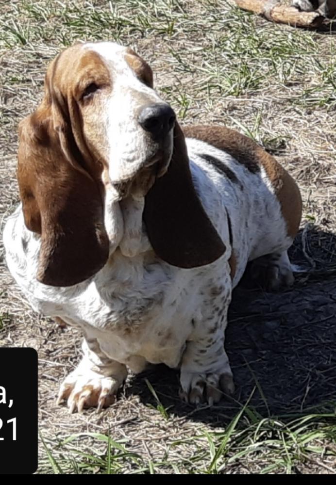 Errma Viva La Diva | Basset Hound 