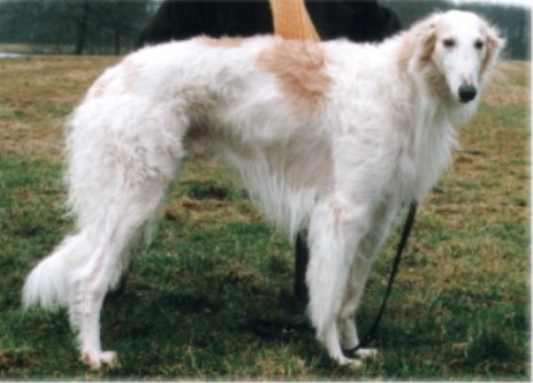 Quentin vom Bergedorf | Borzoi 