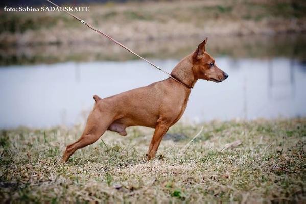 Joker Show Yantarnyj Bereg | Miniature Pinscher 