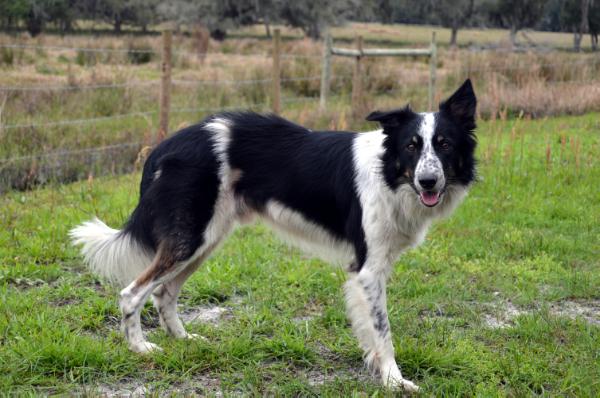 Stoke the Fire ABC 387338 | Border Collie 