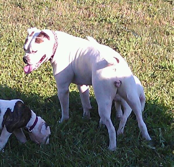 BCB`s Rolo-ver aka Prizma | American Bulldog 