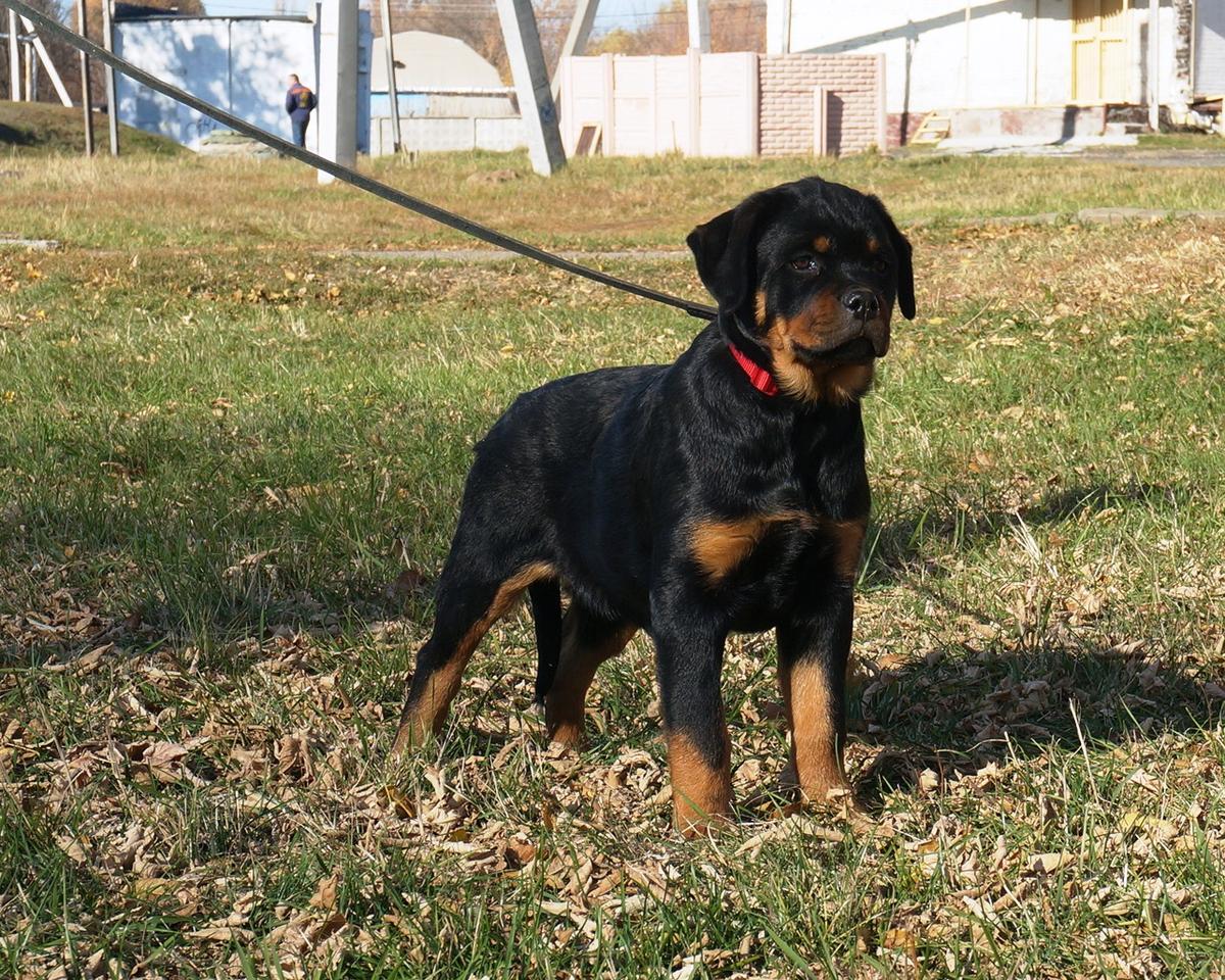 Anabell from Shelan House | Rottweiler 