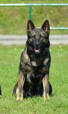 Orna Spod Lazov | German Shepherd Dog 