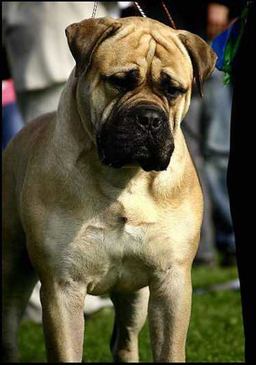 Azaraliaszorba | Bullmastiff 