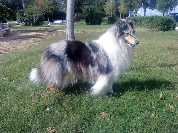 Anastasia de Demara | Rough Collie 