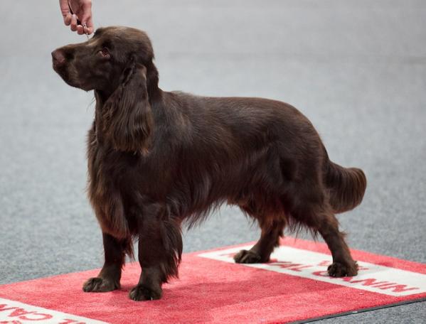 Goloworez Avantgarde | Field Spaniel 