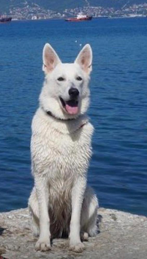 Astra Avis Samira | White Swiss Shepherd Dog 