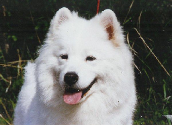 Nightly Kim's Song of Karasea | Samoyed 