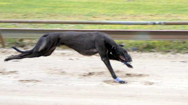 Zorro de Torenvalk | Greyhound 