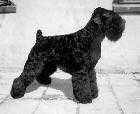 Dunkan Maklaut Shou Shvarts | Black Russian Terrier 