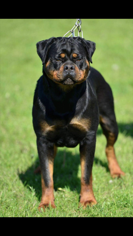 ROUSE CRNI VITEZ | Rottweiler 