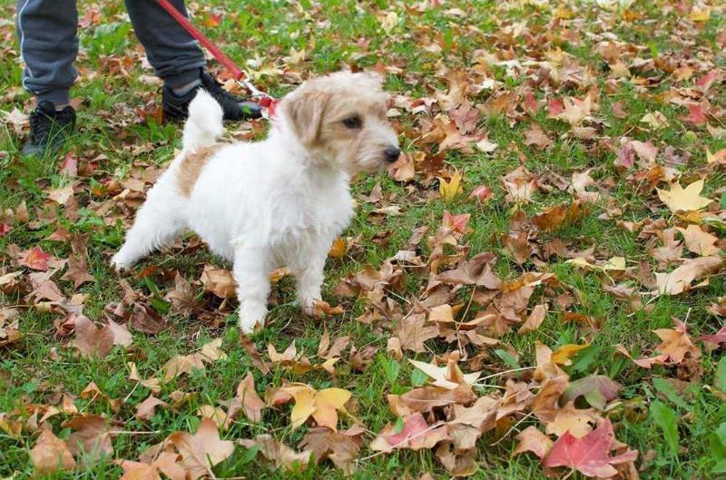 ROYAL DI SAN RUFFINO JACK ROSA MOSQUETA | Jack Russell Terrier 