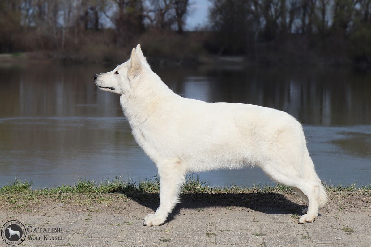 Blue Lagoon of Cataline Wolf | White Swiss Shepherd Dog 