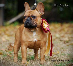 GOLD-SIERRA NORIS | French Bulldog 
