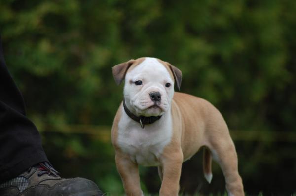 Rosie vom Wattenmeer | American Bulldog 