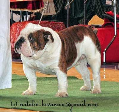 Sotakal tieger | Bulldog 