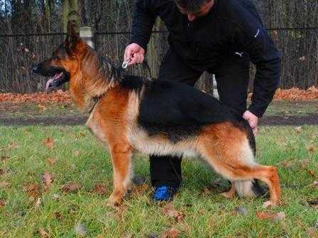 Cimbo z Sosnowego Zakatka | German Shepherd Dog 
