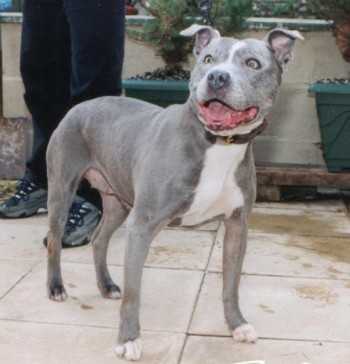 Kaos Kennels Sky | Staffordshire Bull Terrier 