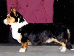 Yardican US Edition | Cardigan Welsh Corgi 