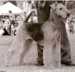 Sunnydale Doc Holiday  AKC | Airedale Terrier 