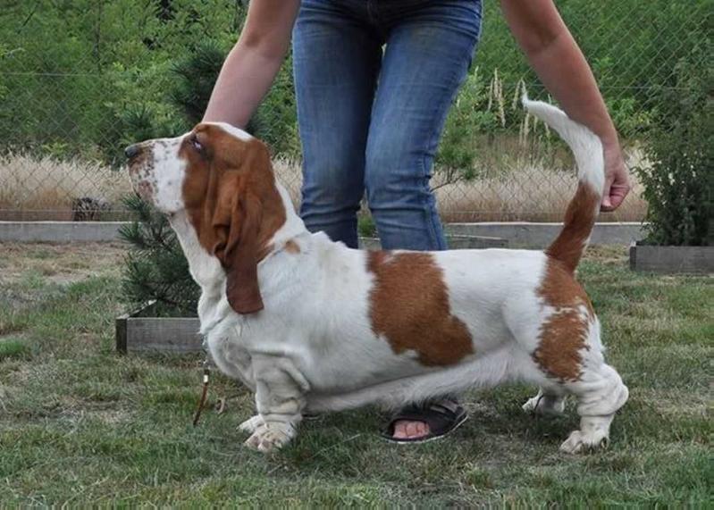 Simona QT Z Sennej Krainy FCI | Basset Hound 