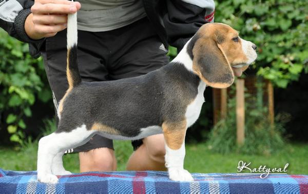 Chistaya Kapel'ka Kattyval | Beagle 