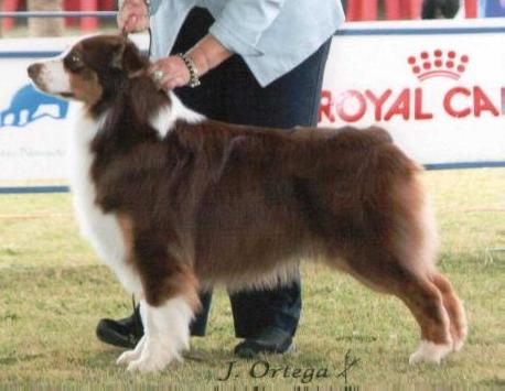 Gemmell Invincible Sir Athos Will | Australian Shepherd 