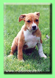 Tycia De La Maison D'Este | American Staffordshire Terrier 