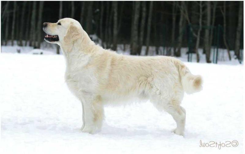 Skylinedog St. Castor | Golden Retriever 