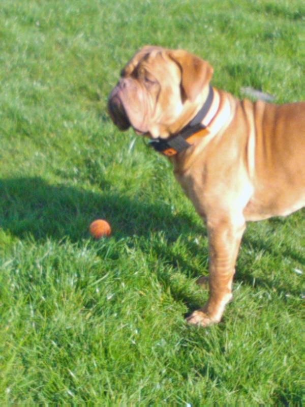 Kangaroo Paw | Dogue de Bordeaux 