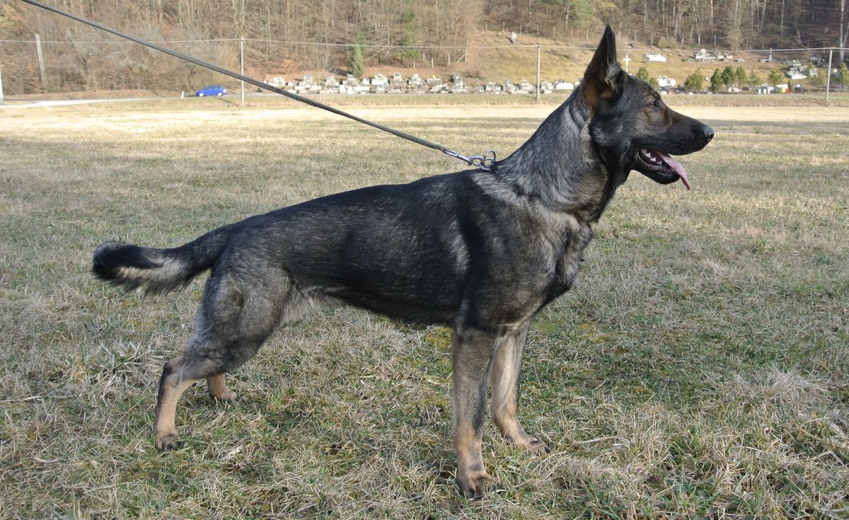 Yuka Radissky dvor | German Shepherd Dog 