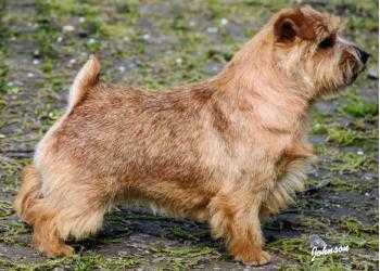 Kinsridge Sunflower | Norfolk Terrier 