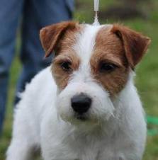 Rusty Van't Runsel | Parson Russell Terrier 