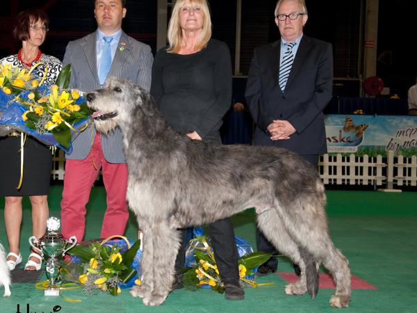 Pitlochry's O'Bryan Orak | Irish Wolfhound 