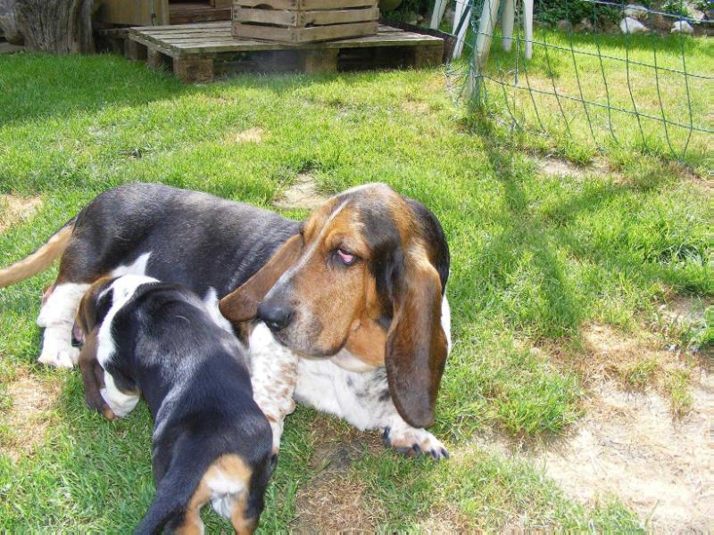 Home-Watcher's Ivy Marie | Basset Hound 