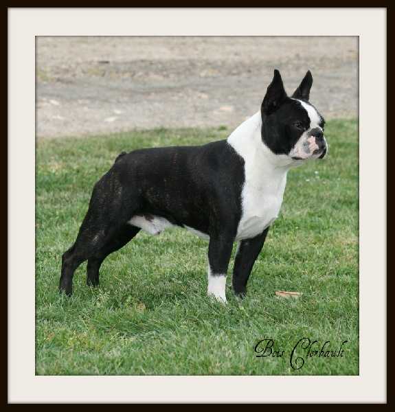 T Bo's Dandy Diamonds | Boston Terrier 