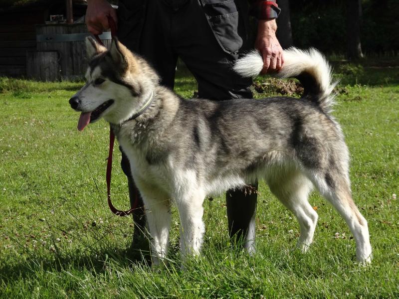 Noatak´s Glacier Frosti du Nuna | Alaskan Malamute 