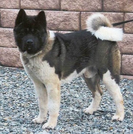 Conowingo Midnight Tyson | Akita 