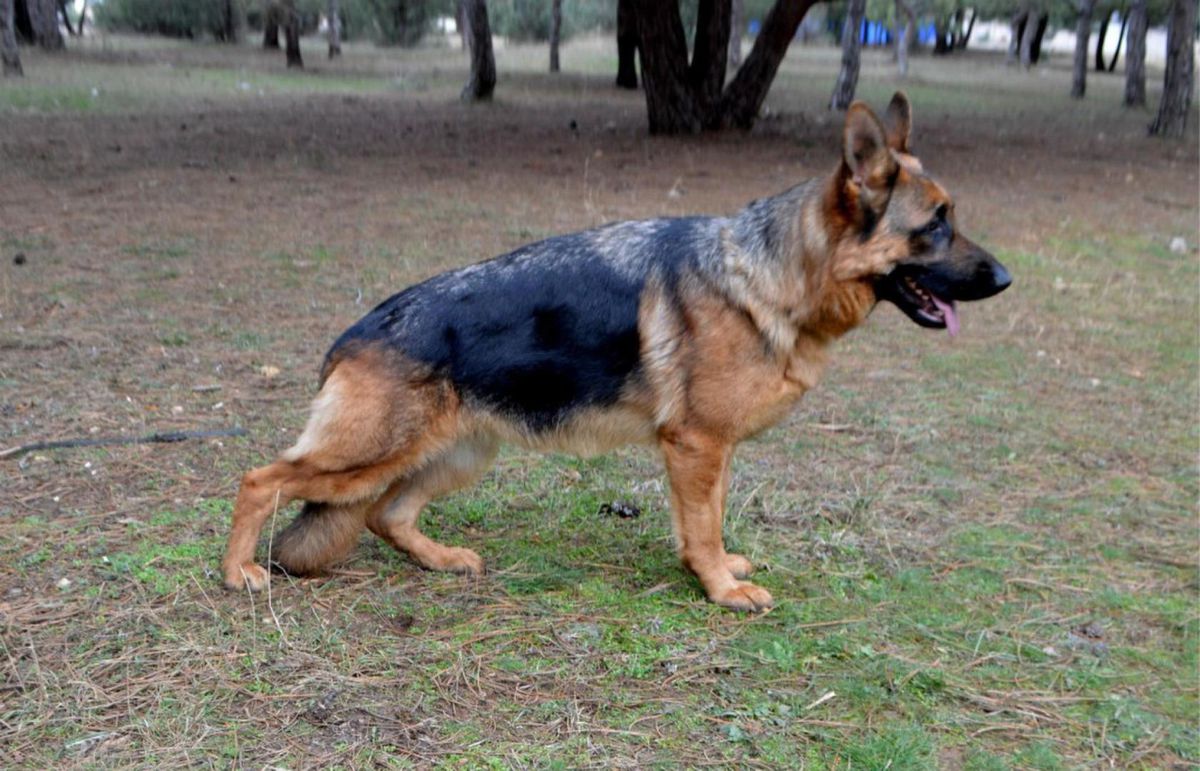 Vid Lukomor'ya Yadryona Matryona | German Shepherd Dog 