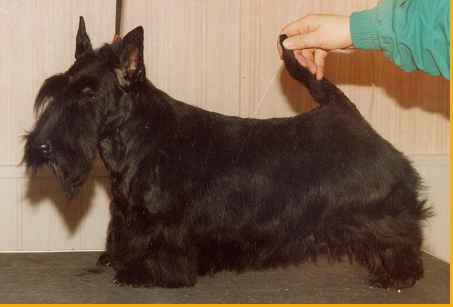 Mac-Kenzie Koncept | Scottish Terrier 